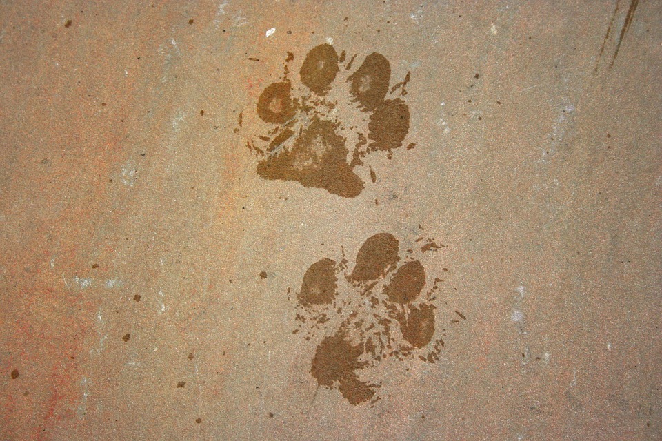 animal footprint