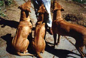 Rhodesian Ridgebacks dogs training