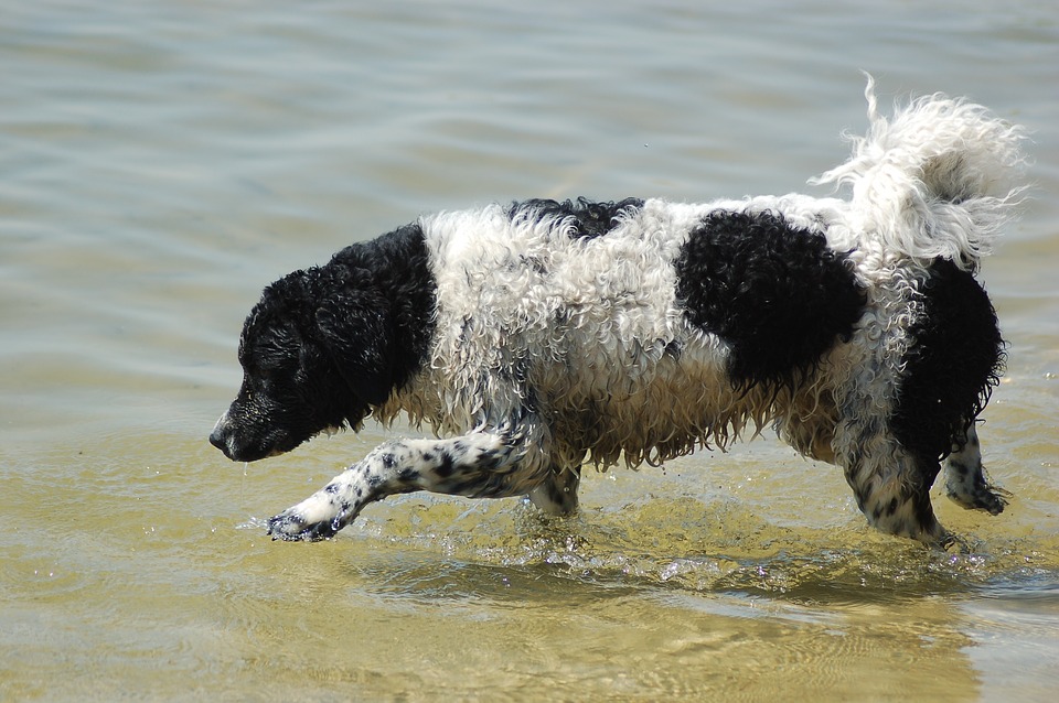 Wetterhoun dog in water